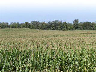 Property photo 4 - 74 +/- Acres Offered in 7 Tracts - Absolute Real Estate Auction